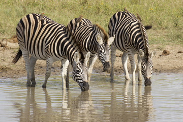 Obraz na płótnie Canvas Burchell's Zebra drinking, South Africa