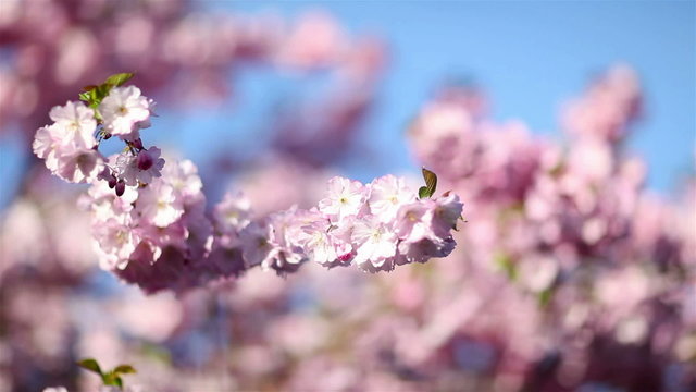Pink cherry blossoms