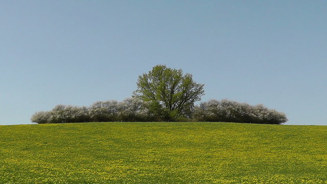 L&ouml;wenzahn - Weide - Wallhecke