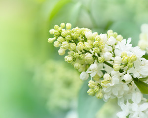 White Lilac Blossoms