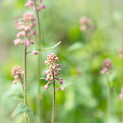 Little pink flowers in the meadow