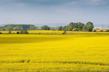 fields of oilseed rape