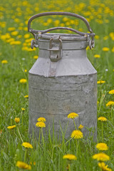 Obraz premium Milchkanne in Blumenwiese