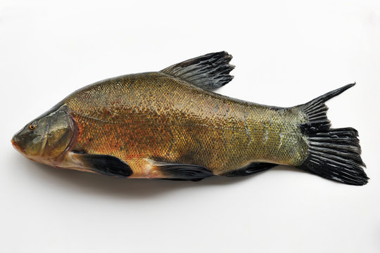 Tench isolated on white background