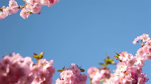 Spring day with cherry blossoms
