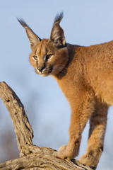 Naklejka premium Caracal, South Africa