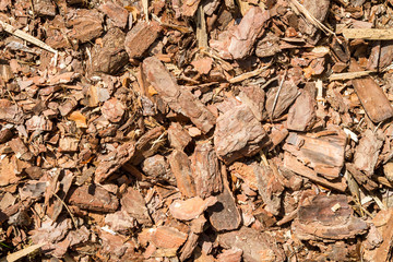 Bark forest Shred background