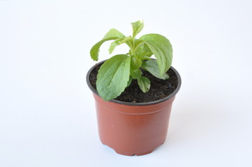 plant de stevia