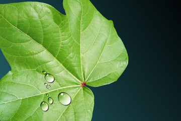 Leaf with Drop of Water