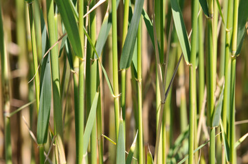 straws of reed