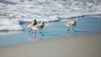 Gambecchi sulla spiaggia