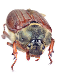 A macro image of a May beetle on a white background