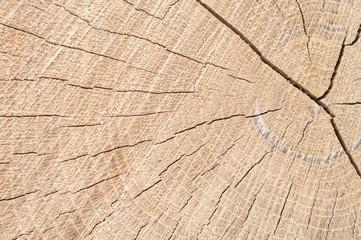 Fototapeta premium wood