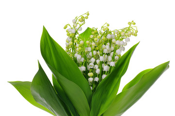 Lily of the Valley