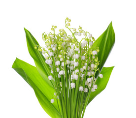 Fototapeta premium Lily of the Valley