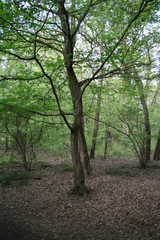 Obraz premium Arbre 1