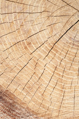 Naklejka premium wood