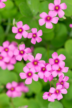 oxalis blooming