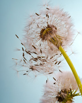 Fototapeta Pusteblume im Frühling .... Flugschirmchen beim Abflug