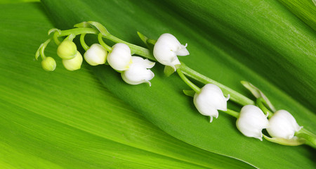 Lily of the Valley