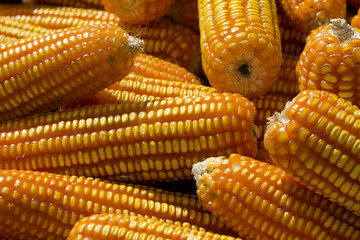 Dried corn background
