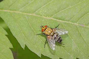 muscidae insects