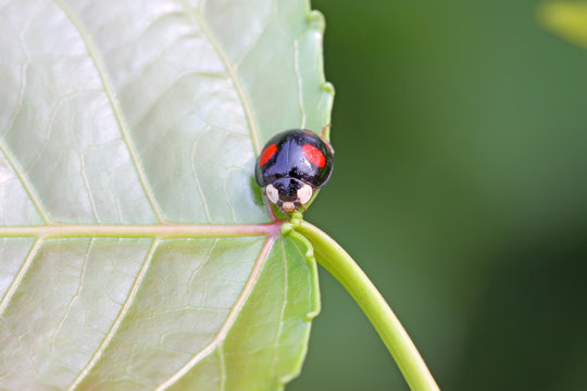 a kind of lady beetles