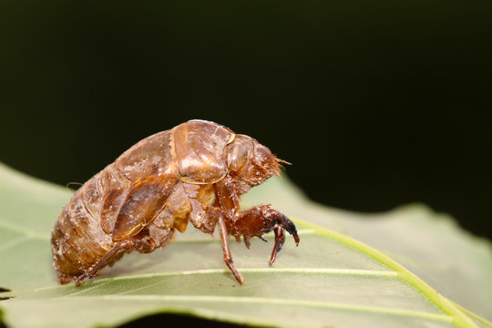insects shell