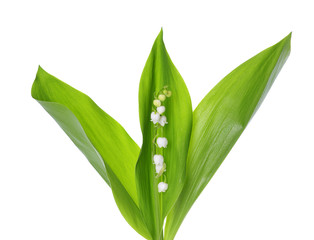 Fototapeta premium Lily of the Valley