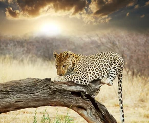 Dekokissen Leopard © Galyna Andrushko