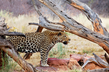 Leopard