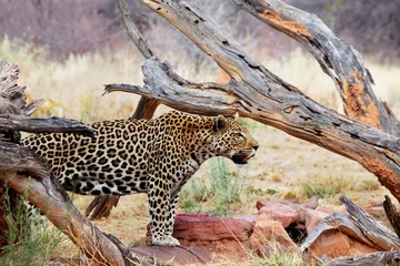 Fotobehang Leopard © Galyna Andrushko