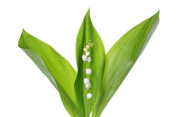 Fototapeta premium Lily of the Valley