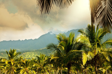 Plantation