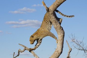 Obraz premium Leopard climbing, South Africa