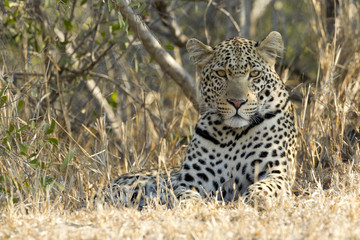 Male Leopard resting, South Africa