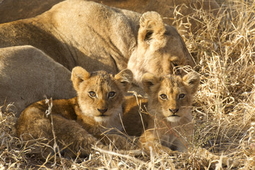 Two Lion cubs, South Africa