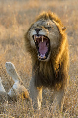 Male Lion yawning, South Africa