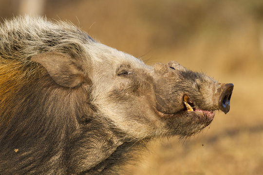 Bushpig, South Africa