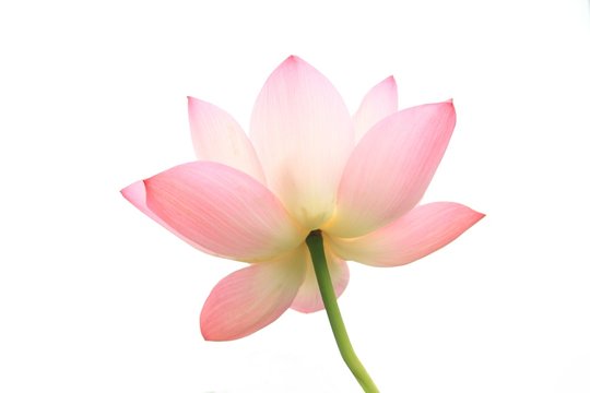 Fototapeta ハスの花
