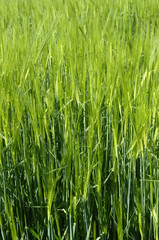 Close up of green wheat field for background or texture