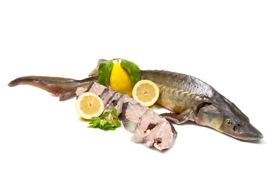 Pesce File
