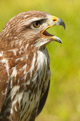 Ferruginous hawk or Butea regalis
