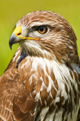 Ferruginous hawk or Butea regalis