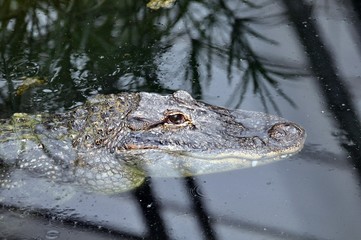 Hechtalligator