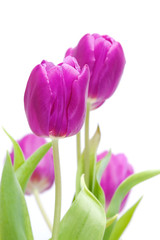 Obraz premium Pink tulips