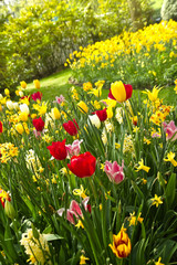 Tulips and daffodils in lots of colors in spring - 41255447