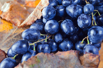 blue grape