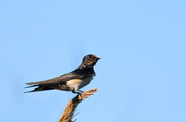 Barn swallow - Hirundo rustica, Crete