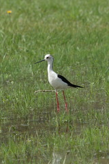Echasse blanche (Himantopus himantopus)